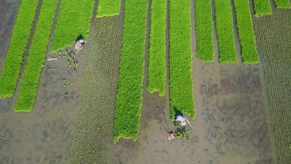 Una plantación de arroz en China (archivo) - Sputnik Mundo