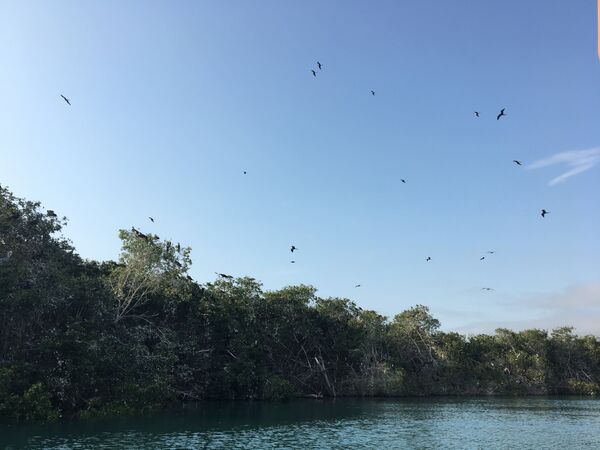 Vista desde la embarcación hacia el manglar La Boca que alberga a cientos de aves, en Manabí. - Sputnik Mundo