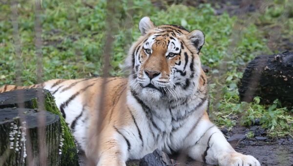 El tigre del zoo de Kaliningrado - Sputnik Mundo