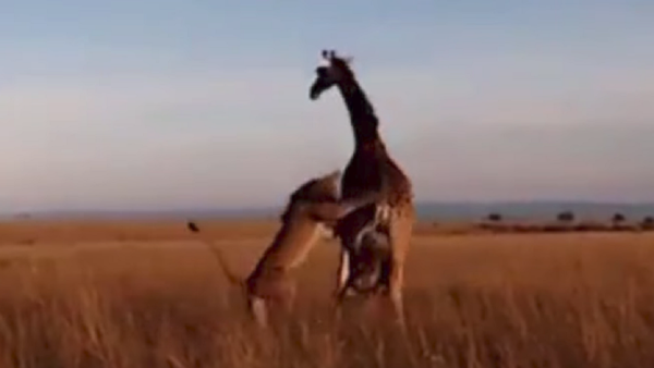 Naturaleza implacable: una jirafa no puede salvar a su cría de las garras de un león - Sputnik Mundo