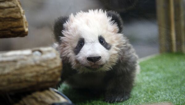 El bebé panda, llamado Yuan Meng, nombre que significa Sueño hecho realidad - Sputnik Mundo