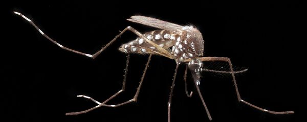 Aedes aegypti, el mosquito de la fiebre amarilla Aedes aegypti, el mosquito de la fiebre amarilla - Sputnik Mundo