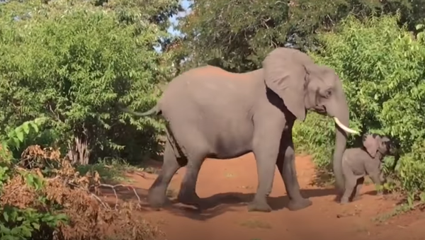 Un elefante toma por asalto un vehículo de turistas en África - Sputnik Mundo