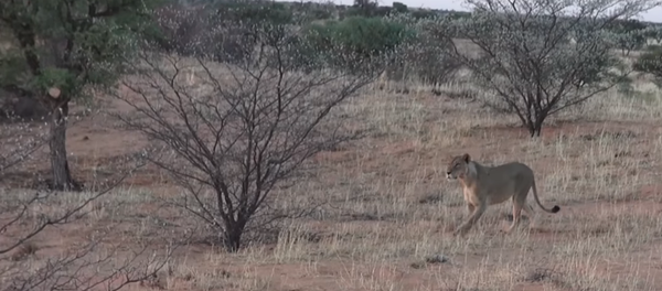 Una pelea brutal entre perros y hienas, vista desde cerca ,  Sputnik Mundo