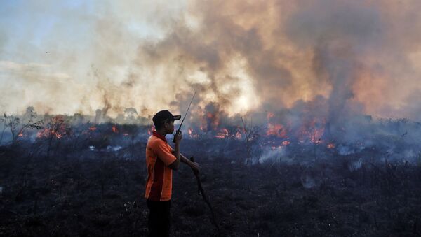 Consecuencias de incendios forestales en Indonesia - Sputnik Mundo