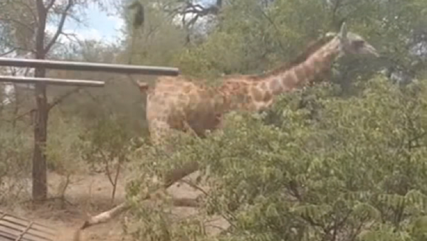 La libertad te embriaga: una jirafa torpe se cae al bajar de una furgoneta - Sputnik Mundo