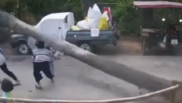 Una enorme palmera se cae a pocos centímetros de un niño en Tailandia - Sputnik Mundo