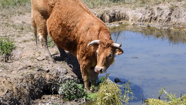 Una vaca Limousin - Sputnik Mundo
