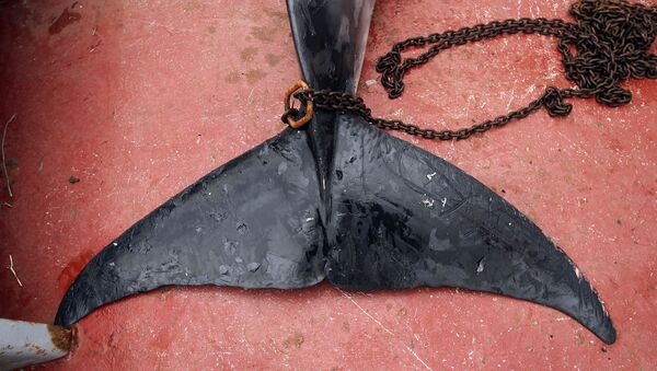 La cola de una ballena (archivo) - Sputnik Mundo