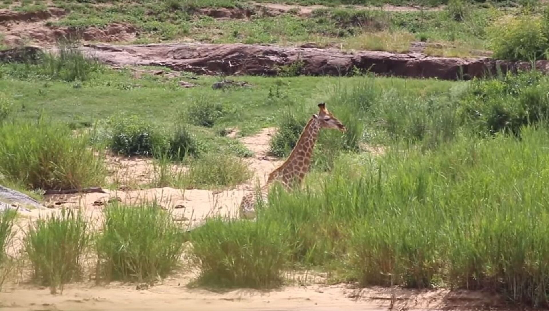 Ley de la selva': batalla entre jirafa y cocodrilo con final inesperado -  , Sputnik Mundo