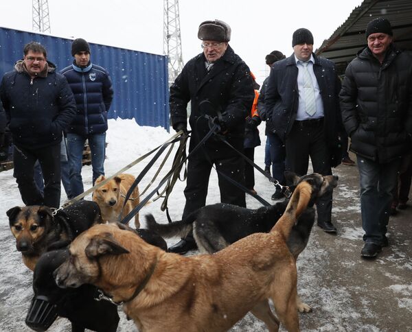 El líder del Partido Liberal Demócrata de Rusia, Vladímir Zhirinovski (centro), visita el refugio para perros callejeros Krasnaya Sosna, en Moscú - Sputnik Mundo