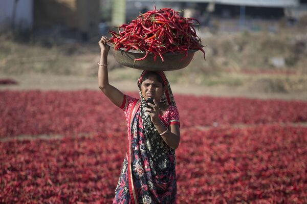 Recogida del chile rojo en el pueblo de Sherta, cerca de la ciudad de Gandhinagar, en el oeste de la India. - Sputnik Mundo
