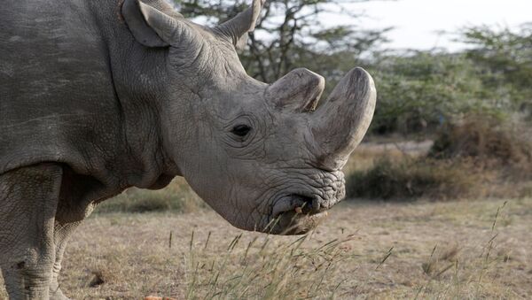 Sudán, el último ejemplar del sexo masculino de rinoceronte blanco del norte - Sputnik Mundo