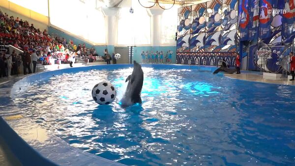 Animales marinos se preparan para el Mundial 2018 jugando al fútbol en el delfinario de Sochi - Sputnik Mundo