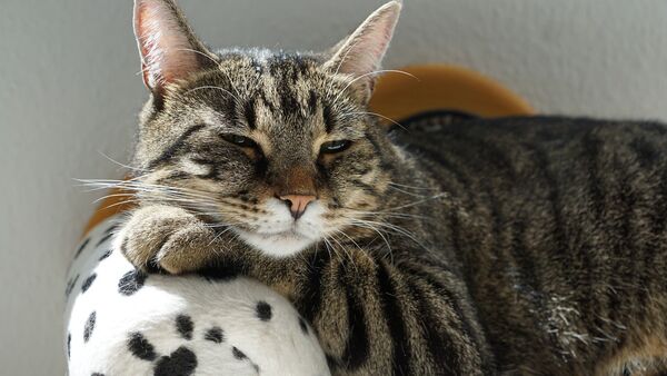 Un gato con sueño - Sputnik Mundo