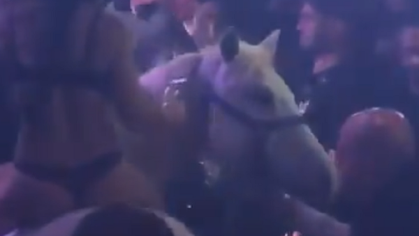 Una mujer semidesnuda sobre un caballo genera caos en una discoteca de Miami - Sputnik Mundo