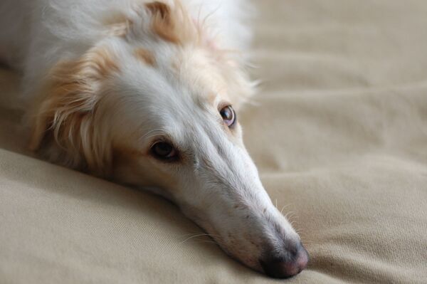 Perro Borzoi (raza rusa) Perro Borzoi (raza rusa) - Sputnik Mundo