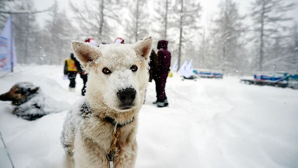 Un perro participante en la carrera 'Beringia' - Sputnik Mundo
