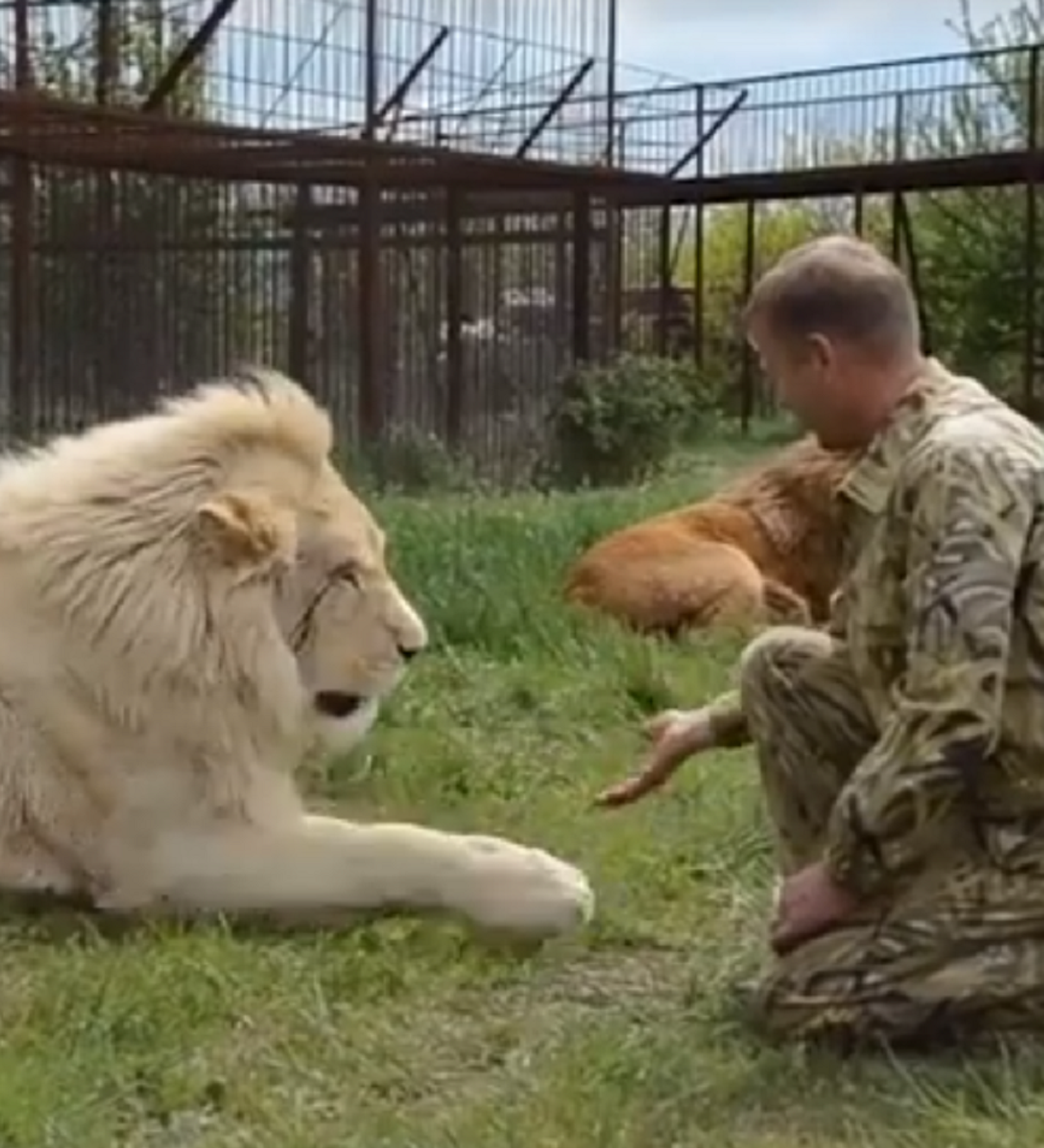 Besos y masajes: la vida de un verdadero encantador de leones de Crimea -  , Sputnik Mundo