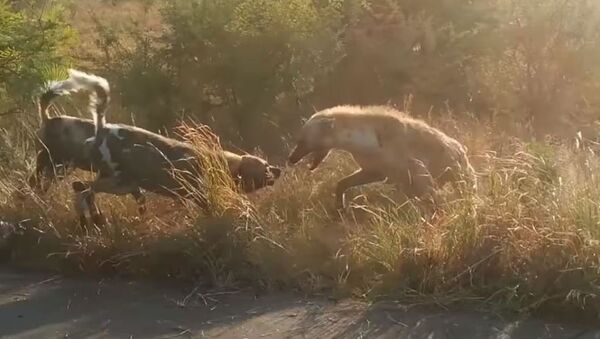 Una pelea brutal entre perros y hienas, vista desde cerca - Sputnik Mundo
