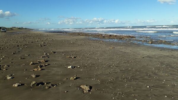 Playa argentina donde sucedió el hallazgo de un gliptodonte juvenil - Sputnik Mundo