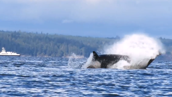 Escalofriante vídeo: una ballena asesina acaba con un león marino - Sputnik Mundo