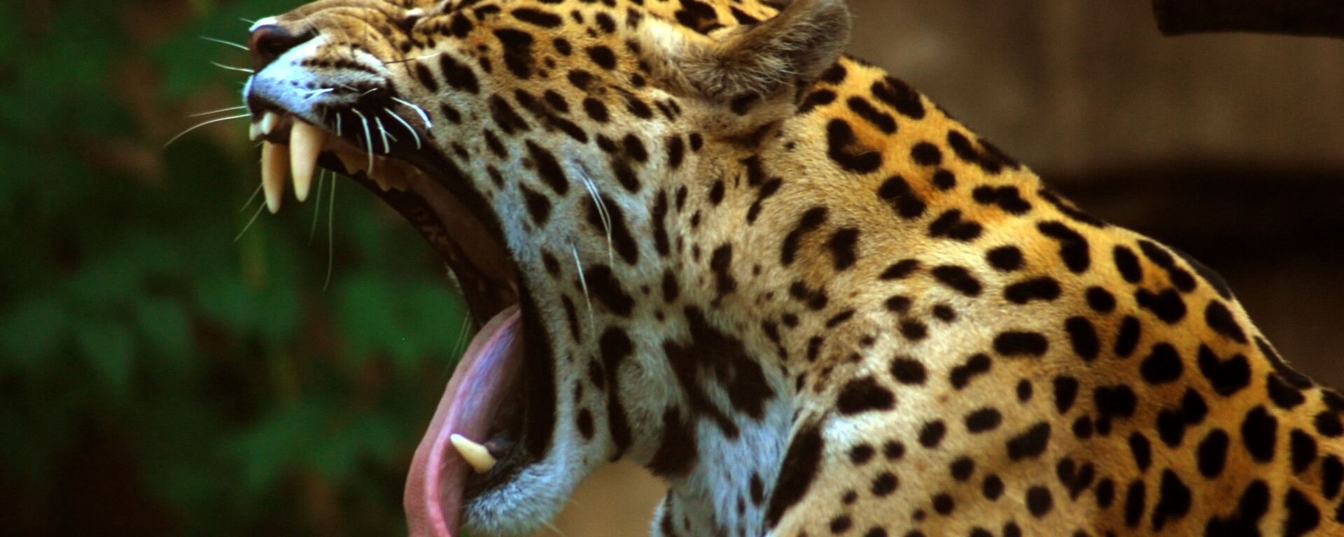 Un jaguar o yaguareté - Sputnik Mundo, 1920, 07.10.2019