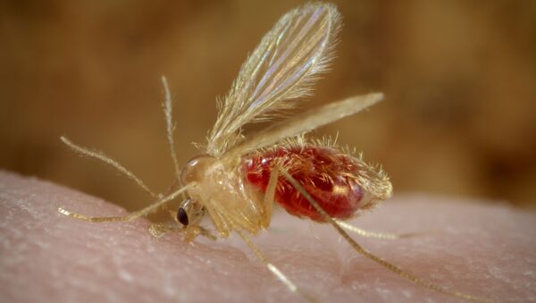Un mosquito hembra, portador de la leishmaniosis en Medio Oriente - Sputnik Mundo