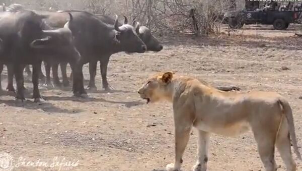 Una manada de leones salva su orgullo ante centenares de búfalos - Sputnik Mundo