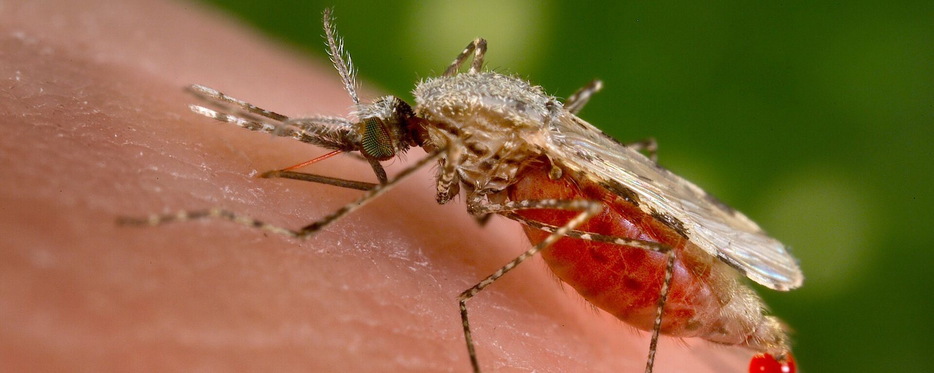 El mosquito Anopheles stephensi es el responsable de trasmitir la malaria a los humanos - Sputnik Mundo, 1920, 08.07.2021