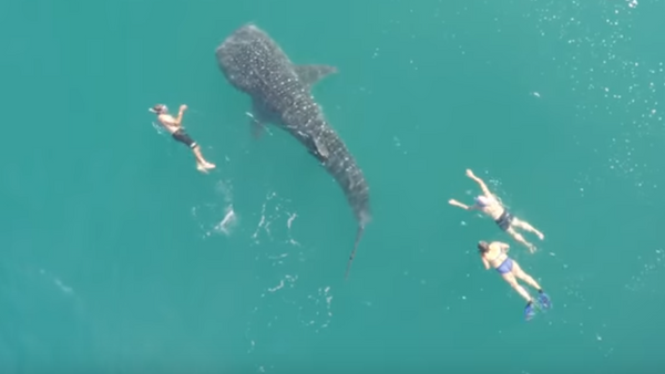 Turistas se dan un chapuzón con el mayor tiburón de la Tierra - Sputnik Mundo