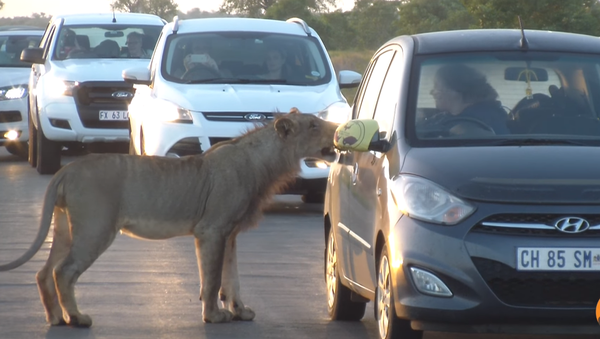 Una leona asusta a unos turistas al intentar abrir la puerta de su automóvil - Sputnik Mundo