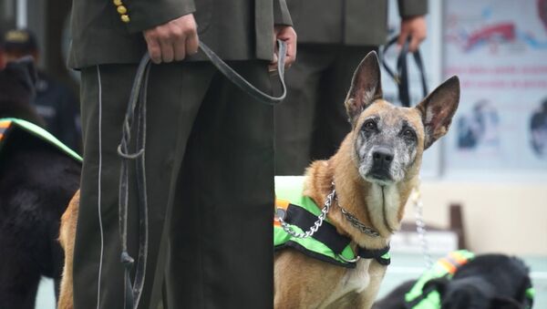 Decenas de perros policía dejan el uniforme y pasan a la vida civil en Ecuador - Sputnik Mundo