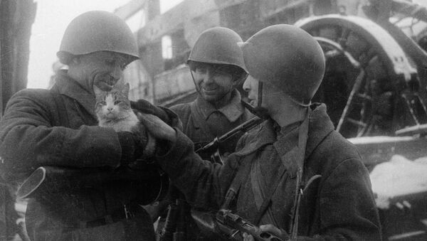 Soldados soviéticos con un gato durante la Gran Guerra Patria (archivo) - Sputnik Mundo