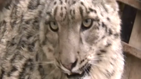 Final feliz para un leopardo de las nieves desnutrido - Sputnik Mundo