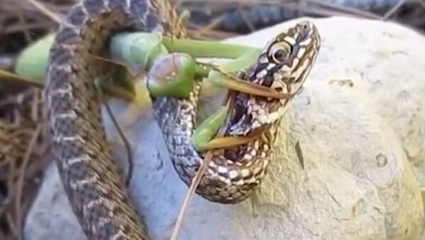 Una mantis religiosa decide atacar a una serpiente - Sputnik Mundo