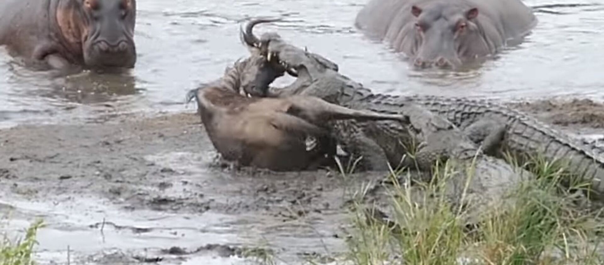 Hipopótamos salvan un ñu de las mandíbulas de un cocodrilo - Sputnik Mundo, 1920, 24.05.2018