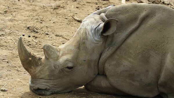 Un rinoceronte (archivo) - Sputnik Mundo