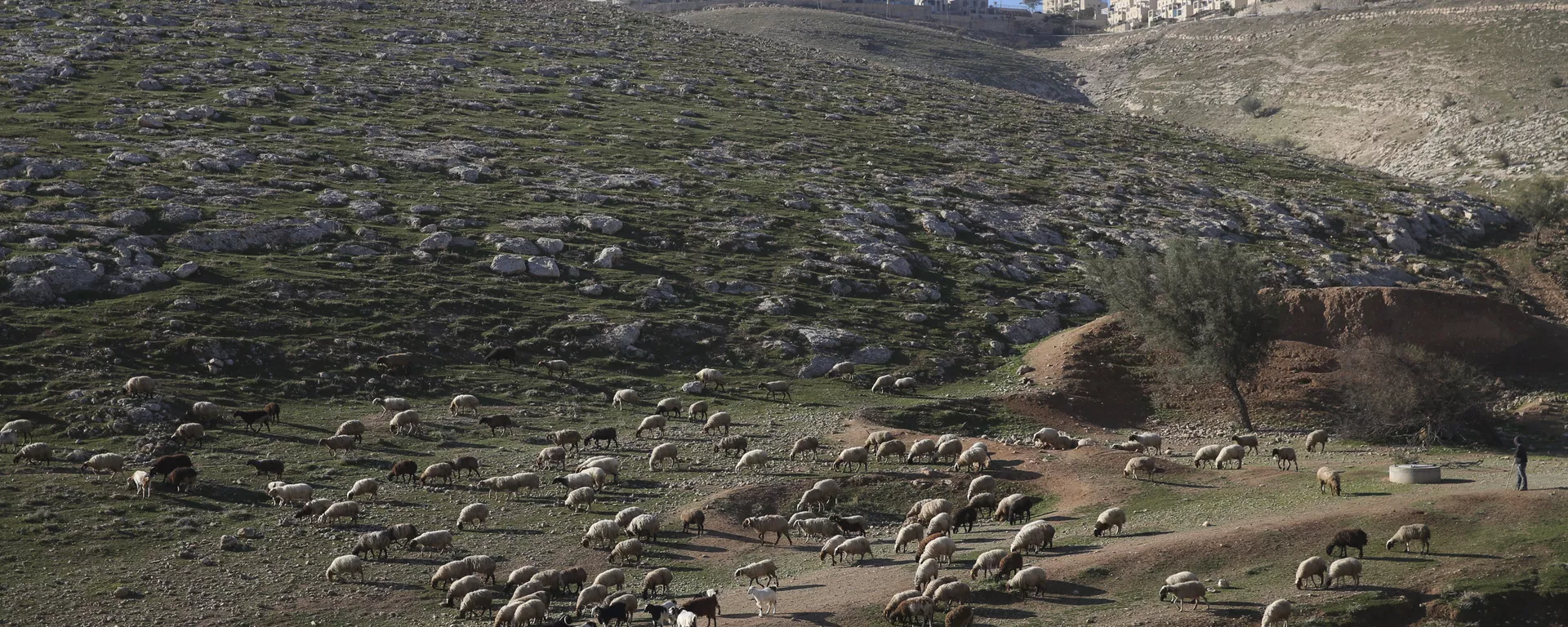 Un asentamiento israelí en Cisjordania Un asentamiento israelí en Cisjordania - Sputnik Mundo, 1920, 06.03.2024