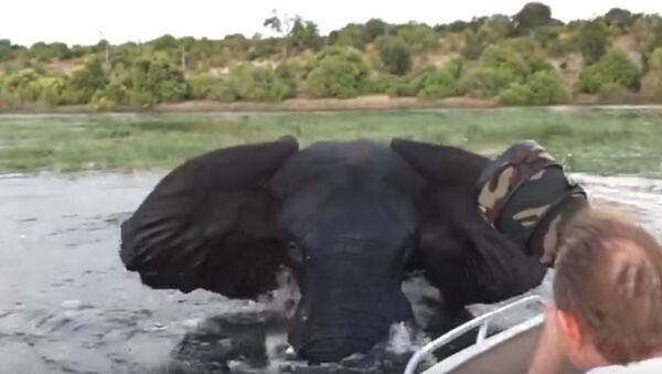 Ataque de un elefante en el rio Chobe, Botsuana - Sputnik Mundo