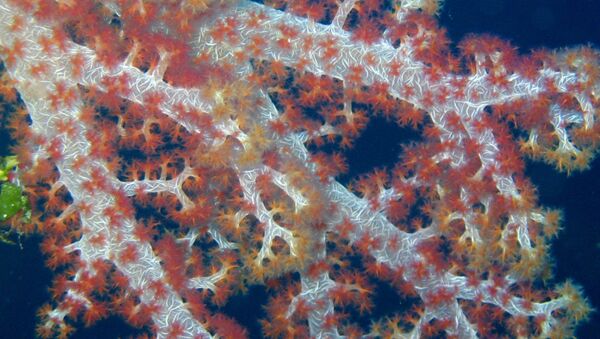 Arrecife de coral (imagen referencial) - Sputnik Mundo