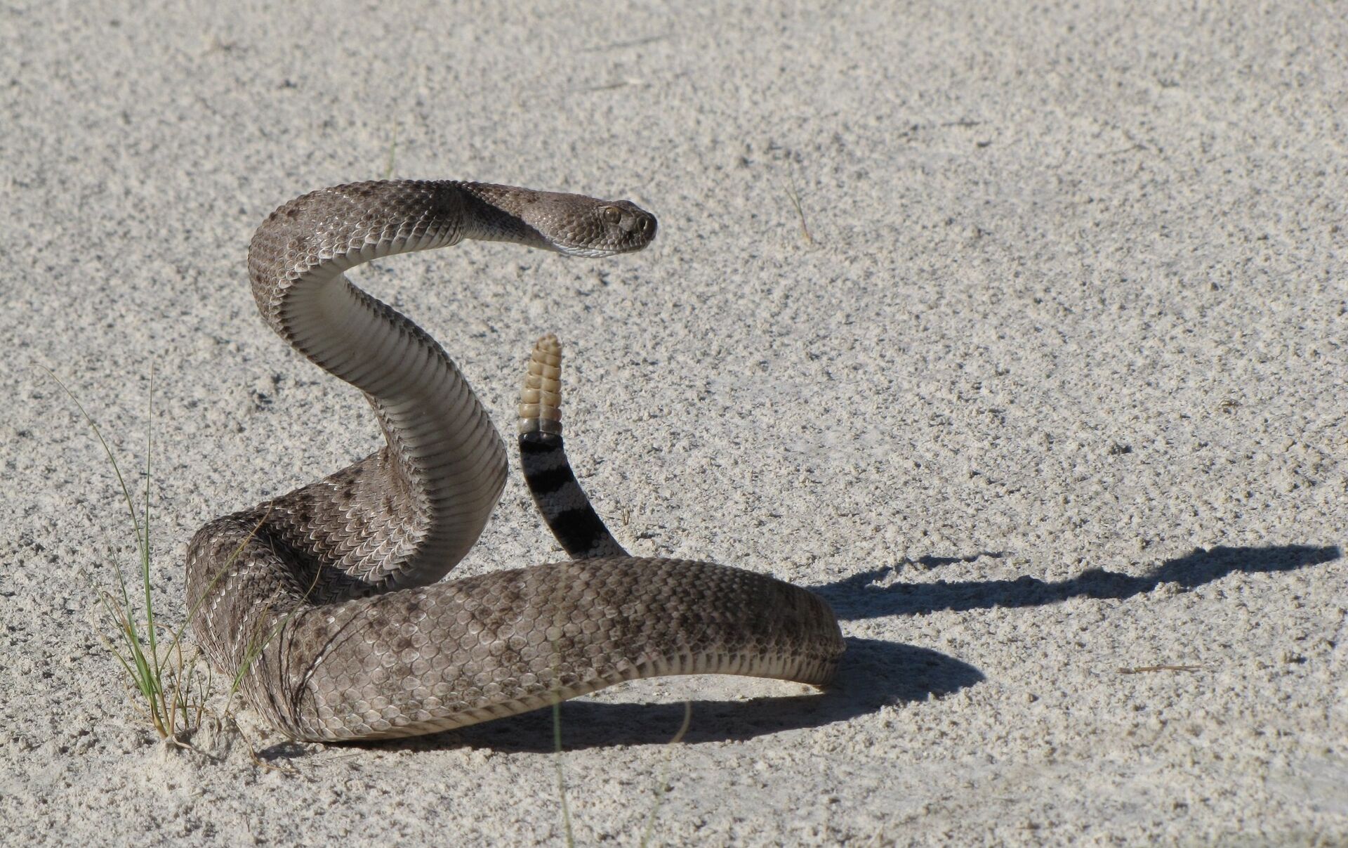 Змея на полу