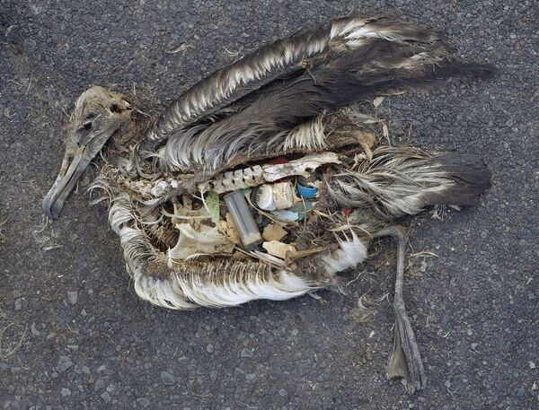 Albatros muerto disecándose; los desechos de plástico que había digerido permanecen. Albatros muerto disecándose; los desechos de plástico que había digerido permanecen. - Sputnik Mundo