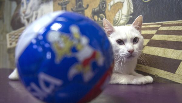 Aquiles, el gato-oráculo del Mundial de Rusia - Sputnik Mundo