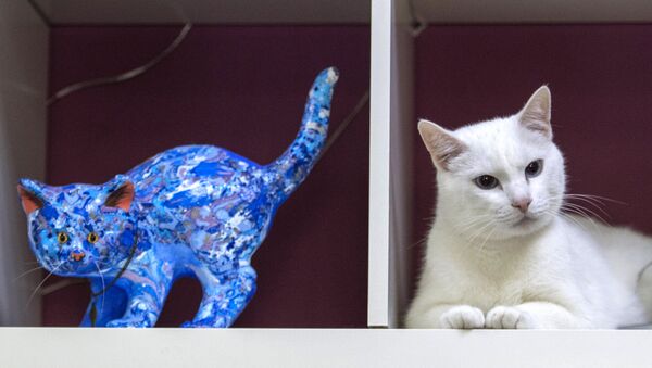 Aquiles, el gato-oráculo del Mundial de Rusia - Sputnik Mundo