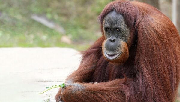 Orangután (imagen referencial) - Sputnik Mundo