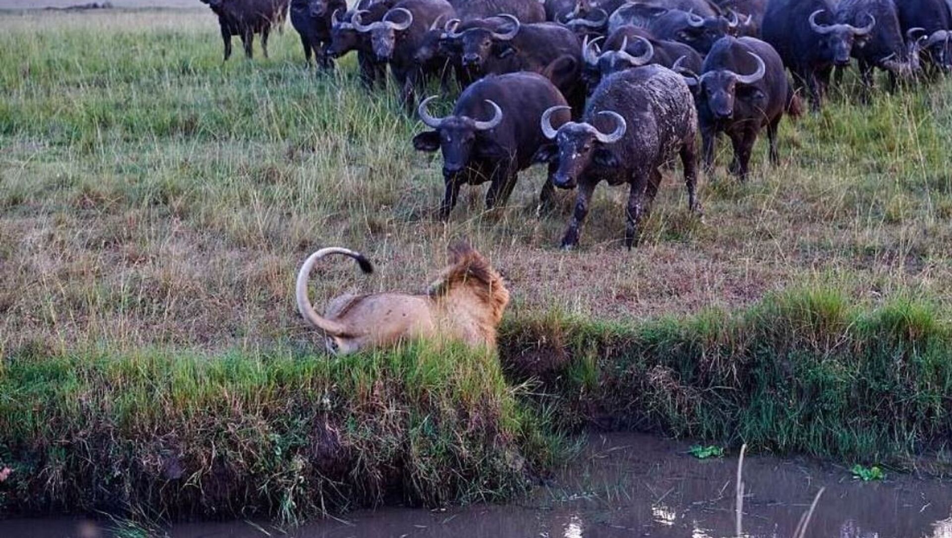 Un león mata a un búfalo y así es la venganza , Sputnik Mundo