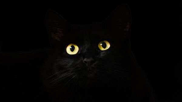 Un gato negro (archivo)  - Sputnik Mundo