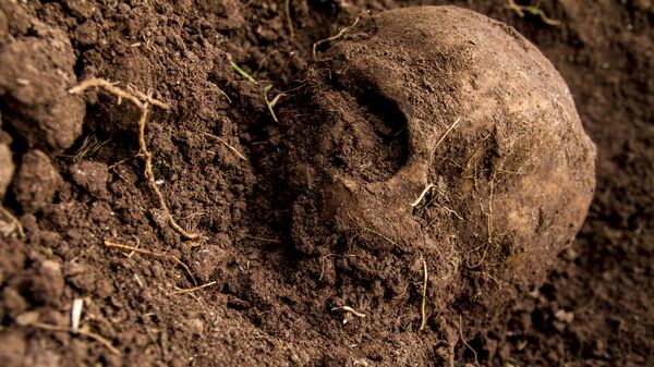 Cráneo hallado en una fosa clandestina, durante las búsquedas de familiares en el estado de Sinaloa, México - Sputnik Mundo