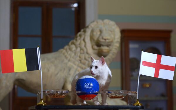 El gato oráculo del Hermitage hace sus predicciones del partido por el bronce - Sputnik Mundo